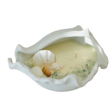 Conch seashell large