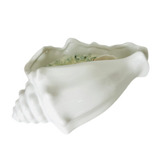 Conch seashell large