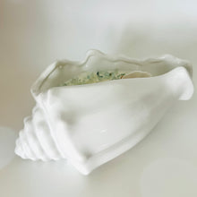 Conch seashell large