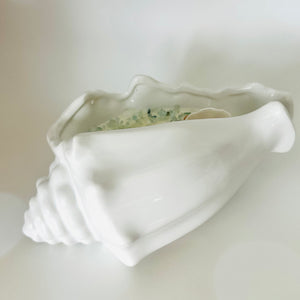 Conch seashell large