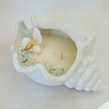 Conch seashell large